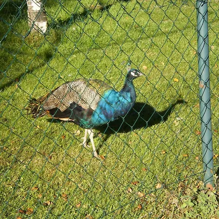 Pansiyon High Tatras - Patris 27